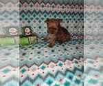 Small Photo #28 Yorkshire Terrier Puppy For Sale in LAPEER, MI, USA