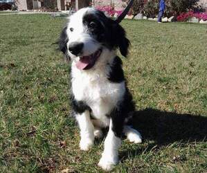 Miniature Bernedoodle Puppy for sale in SPENCERVILLE, IN, USA