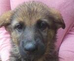 Small Photo #4 German Shepherd Dog Puppy For Sale in HONEA PATH, SC, USA