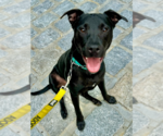Small #44 American Staffordshire Terrier-Labrador Retriever Mix