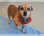 Small Chihuahua Mix