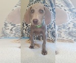 Small #2 Weimaraner