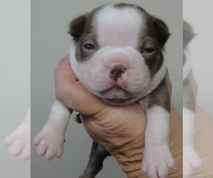 Boston Terrier Puppy for sale in WILSONVILLE, OR, USA