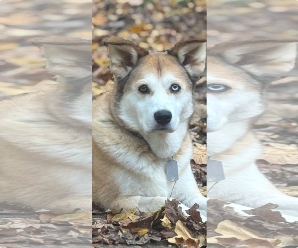 Medium Photo #1 Siberian Husky-Unknown Mix Puppy For Sale in Germantown, OH, USA