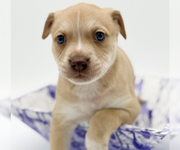 Medium Photo #2 Mutt Puppy For Sale in Brooklyn, NY, USA