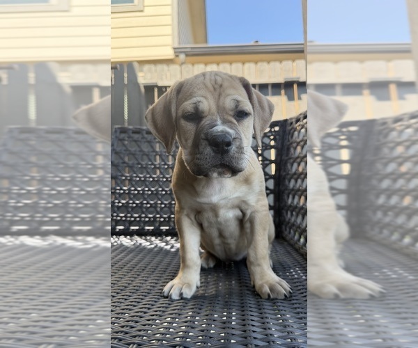 Medium Photo #12 Cane Corso-Mastiff Mix Puppy For Sale in NEW CANEY, TX, USA