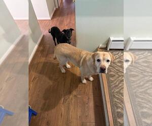 English Cream Golden Retriever Puppy for sale in HERNDON, VA, USA