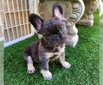 Small Photo #18 French Bulldog Puppy For Sale in LAS VEGAS, NV, USA