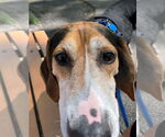 Small #7 Treeing Walker Coonhound Mix