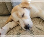 Small Photo #15 Labrador Retriever Puppy For Sale in Spring, TX, USA