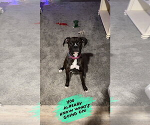 Boxer Dogs for adoption in Woodbury, MN, USA