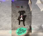 Small Boxer
