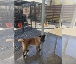 Small Photo #13 Belgian Malinois Puppy For Sale in VIOLET, LA, USA