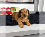 Small Photo #3 Dachshund Puppy For Sale in FRANKLIN, IN, USA