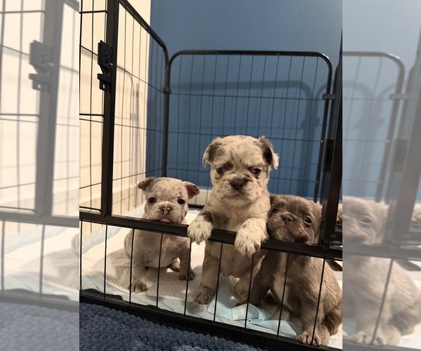 Medium Photo #5 French Bulldog Puppy For Sale in NOGALES, AZ, USA