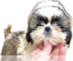 Puppy Puppy 2 Shih Tzu