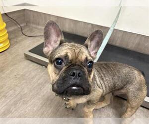French Bulldog Dogs for adoption in Pasadena, CA, USA