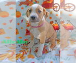 Small #13 American Pit Bull Terrier Mix