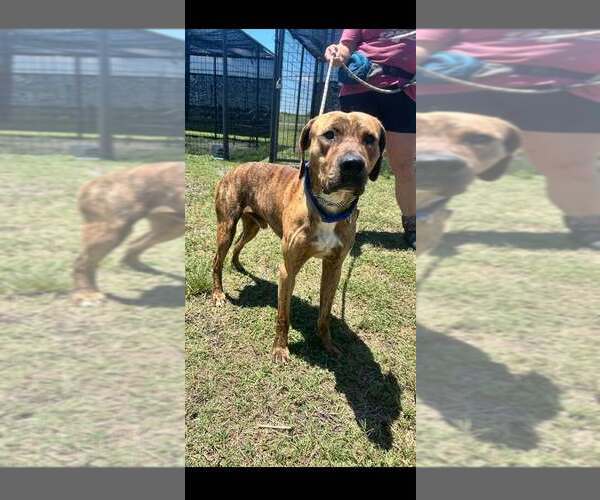 Medium Photo #2 Mutt Puppy For Sale in Abbeville, LA, USA