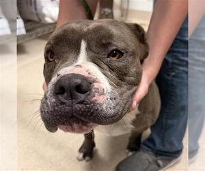 Mutt Dogs for adoption in Bakersfield, CA, USA