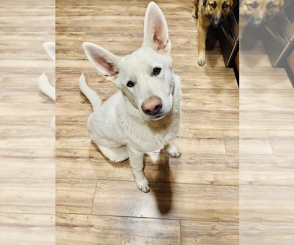 Medium Photo #9 German Shepherd Dog Puppy For Sale in TOLEDO, IL, USA