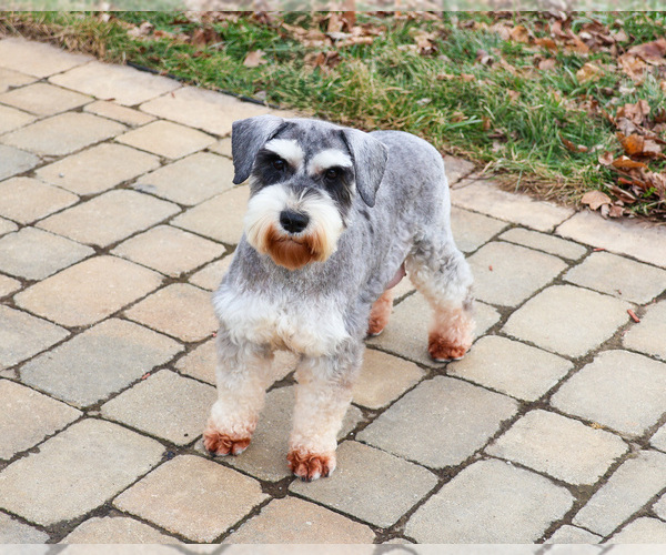 Medium Photo #1 Schnauzer (Miniature) Puppy For Sale in SYRACUSE, IN, USA
