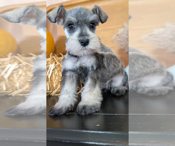 Medium Photo #4 Schnauzer (Miniature) Puppy For Sale in GOSHEN, IN, USA