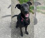 Small #3 Labrador Retriever Mix