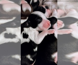 English Springer Spaniel Puppy for sale in NAMPA, ID, USA