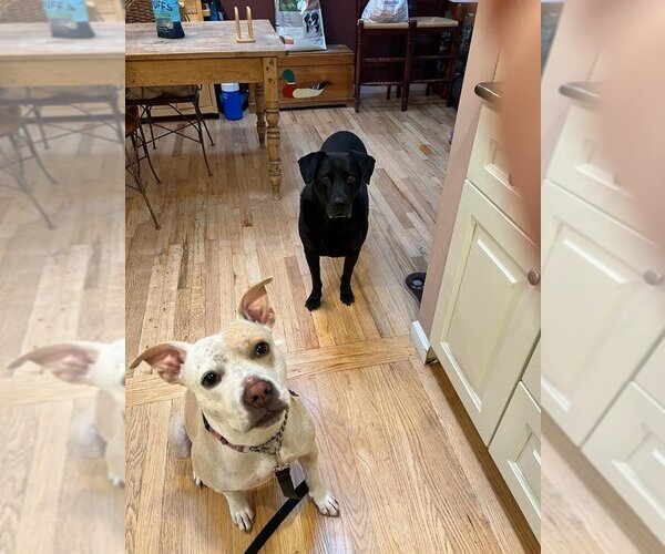 Medium Photo #4 American Pit Bull Terrier-Labrador Retriever Mix Puppy For Sale in New York, NY, USA