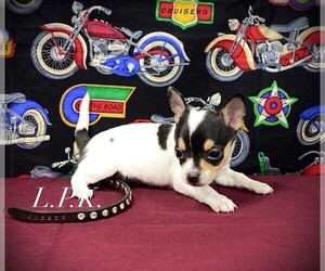 Chihuahua Puppy for sale in WINNSBORO, LA, USA