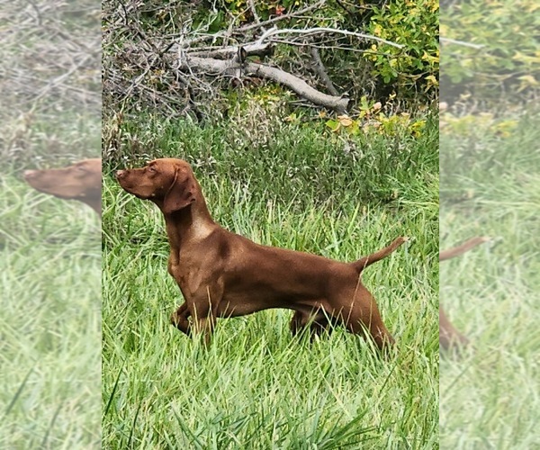 Medium Photo #1 Vizsla Puppy For Sale in KIESTER, MN, USA