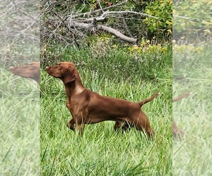 Father of the Vizsla puppies born on 07/21/2026