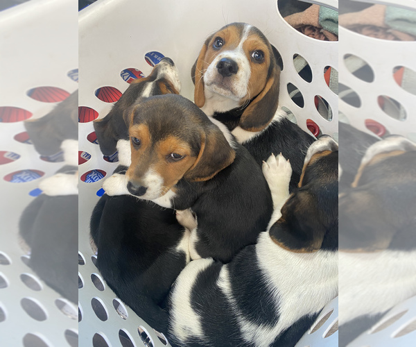Medium Photo #2 Beagle Puppy For Sale in NEW VIENNA, IA, USA