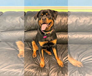 Rottweiler Dogs for adoption in Spring Lake, NJ, USA