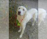 Small #1 Great Pyrenees