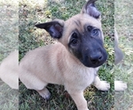 Small Photo #13 Belgian Malinois Puppy For Sale in CORNING, CA, USA