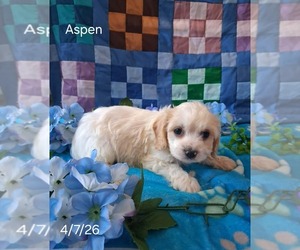 Cavachon Puppy for sale in MOUNT PLEASANT, MI, USA