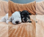 Small #3 Schnauzer (Miniature)