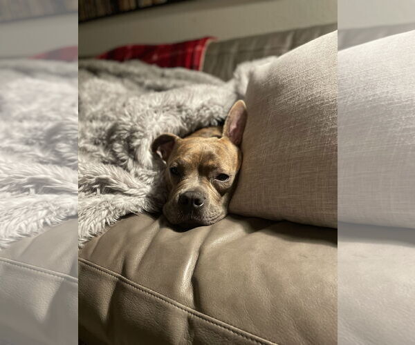 Medium Photo #12 American Staffordshire Terrier-French Bulldog Mix Puppy For Sale in San Juan Capistrano, CA, USA