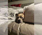 Small #11 American Staffordshire Terrier-French Bulldog Mix