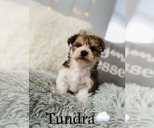 Morkie Puppy for sale in COOKEVILLE, TN, USA