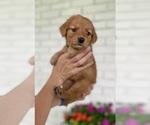Small #3 Golden Retriever