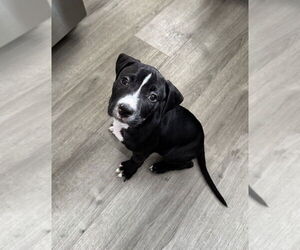 Mutt Dogs for adoption in Springdale, PA, USA