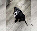 Small Mutt