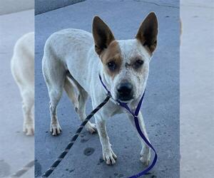 Texas Heeler Dogs for adoption in Bakersfield, CA, USA