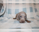 Small #6 Weimaraner