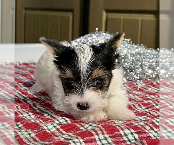 Medium Photo #2 Yorkshire Terrier Puppy For Sale in FREDONIA, PA, USA