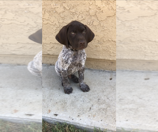Medium Photo #1 German Shorthaired Pointer Puppy For Sale in CORONA, CA, USA