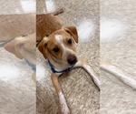 Small #3 Chihuahua Mix
